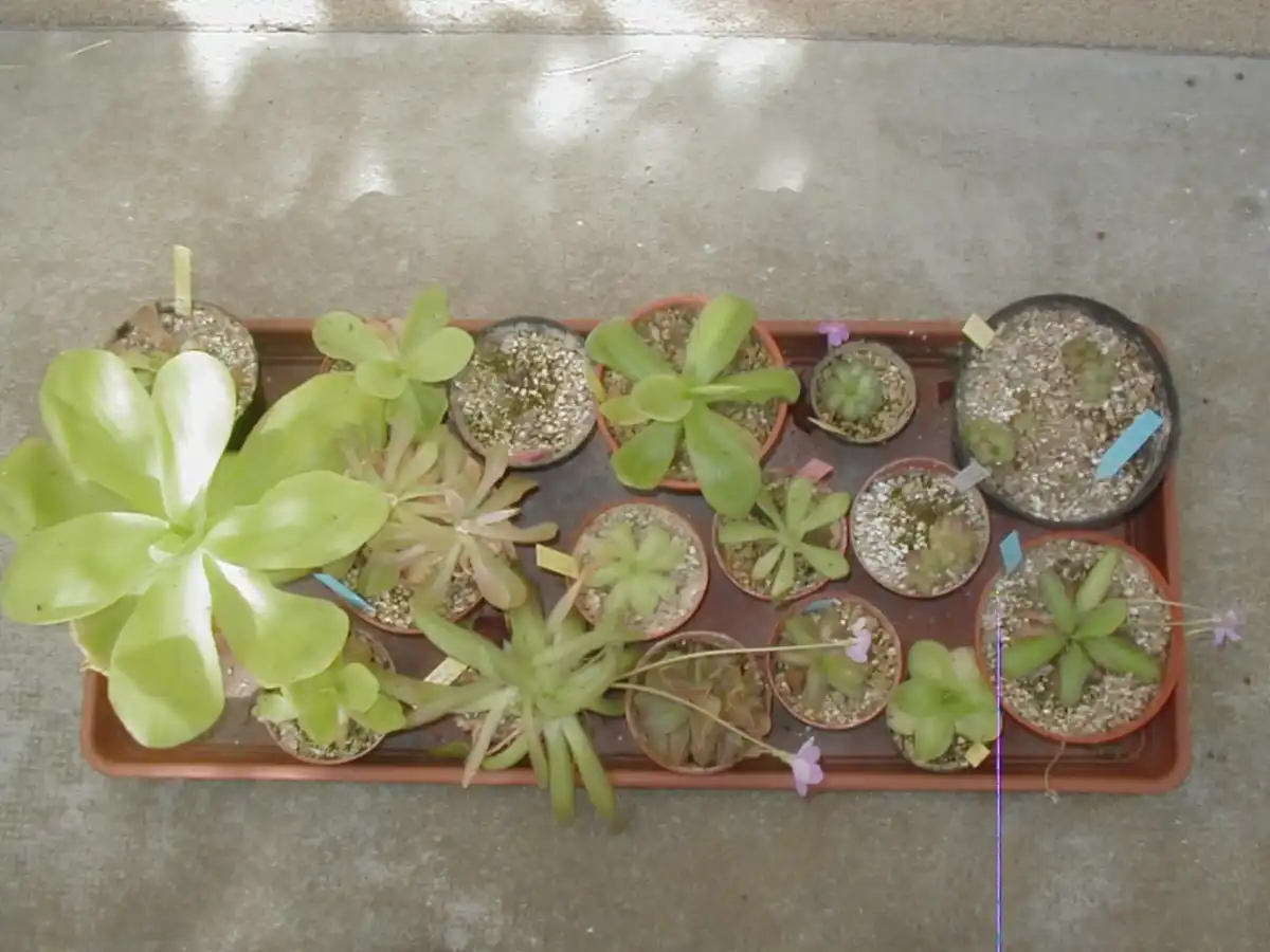 Mexican pinguicula cultivation