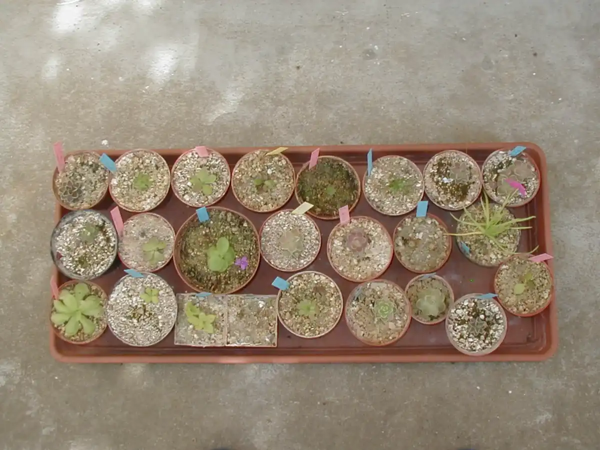 Mexican pinguicula cultivation