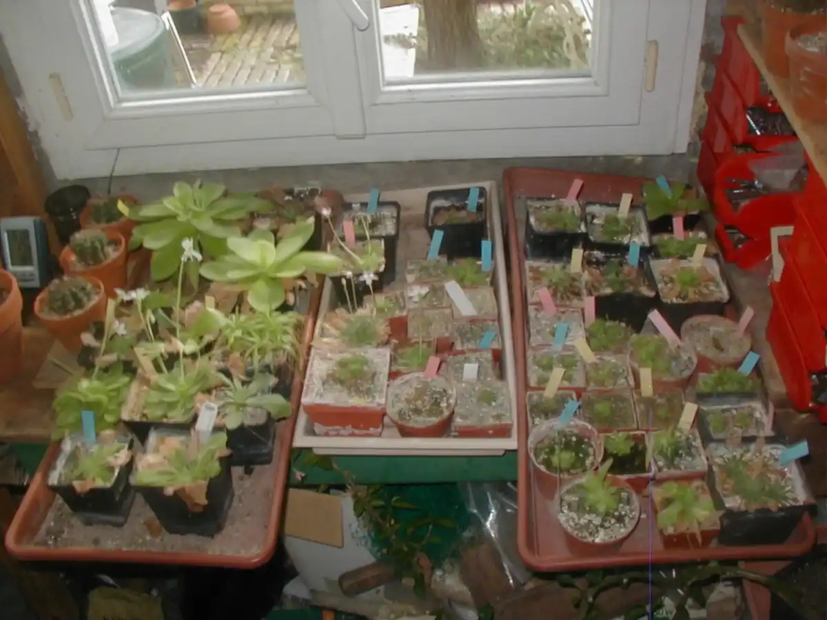 Mexican pinguicula cultivation