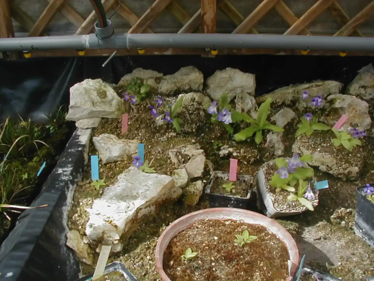 culture table for temperate pinguicula in calcareous environments