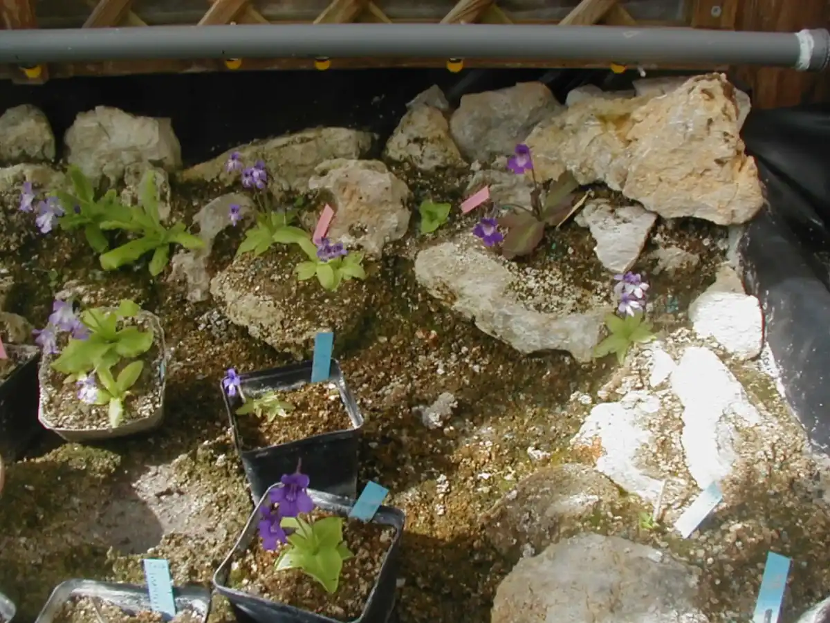 culture table for temperate pinguicula in calcareous environment