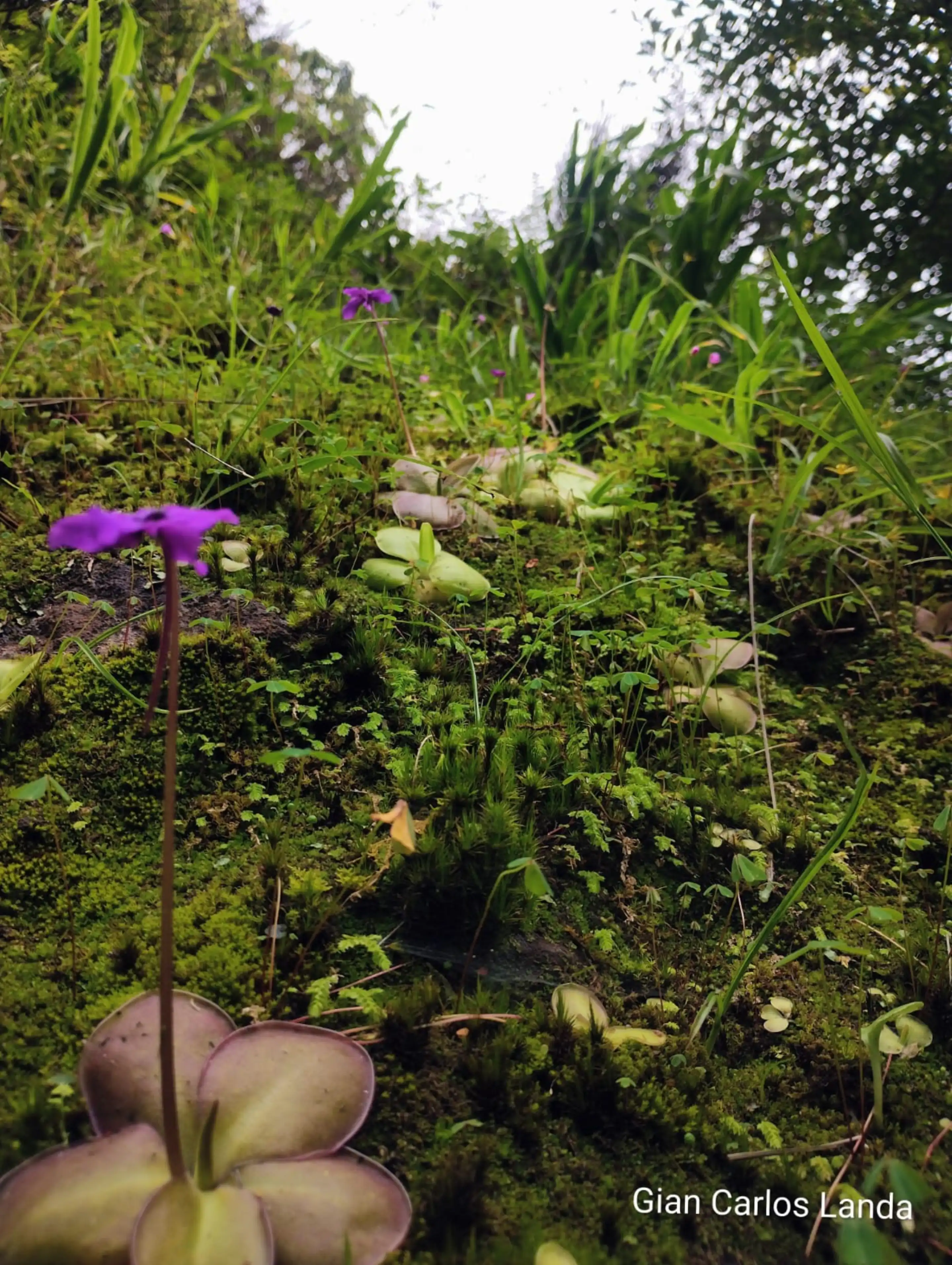 Habitat of P. moranensis on a vertical cliff