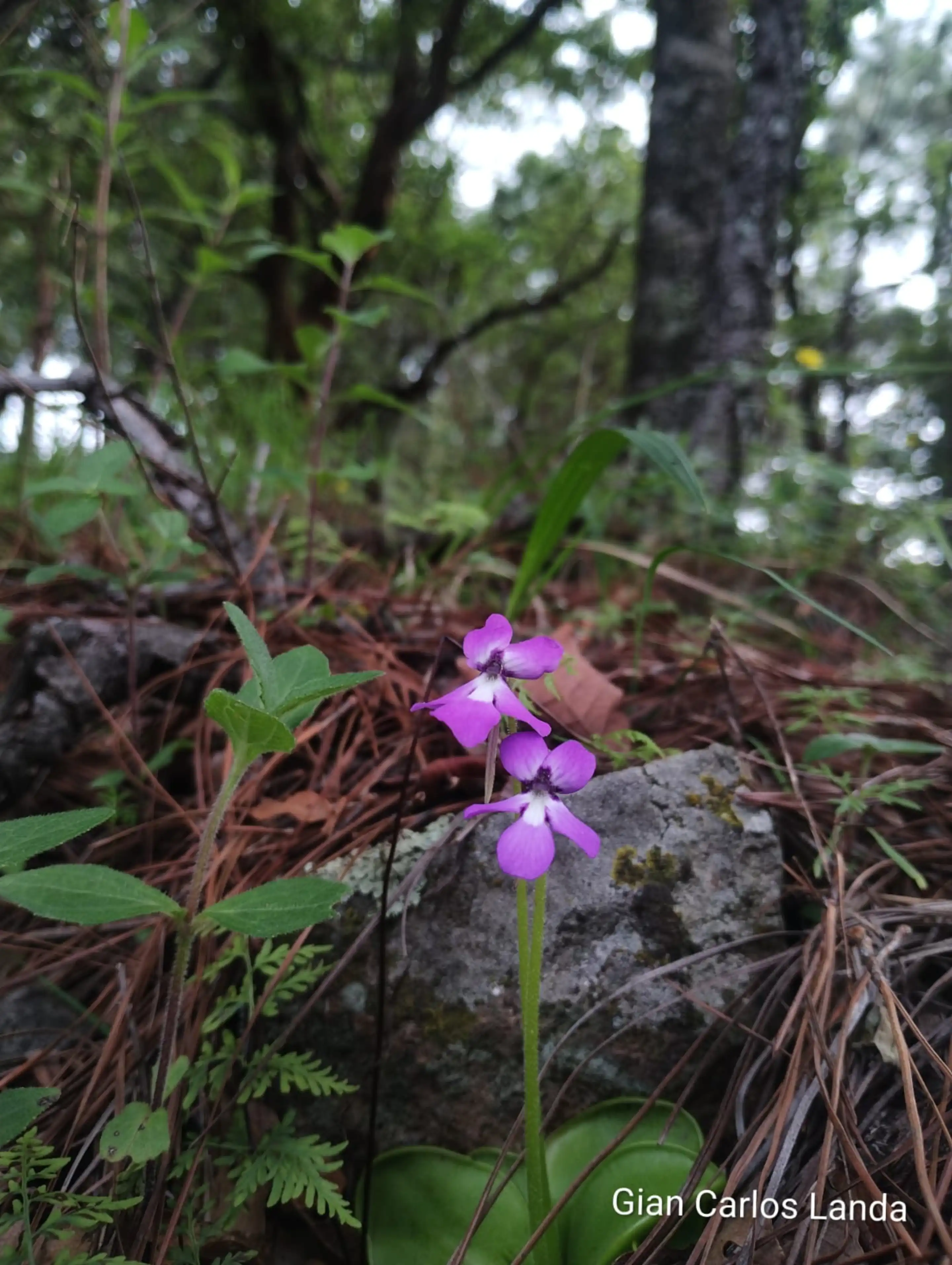 P. moranensis blooms in its habitat