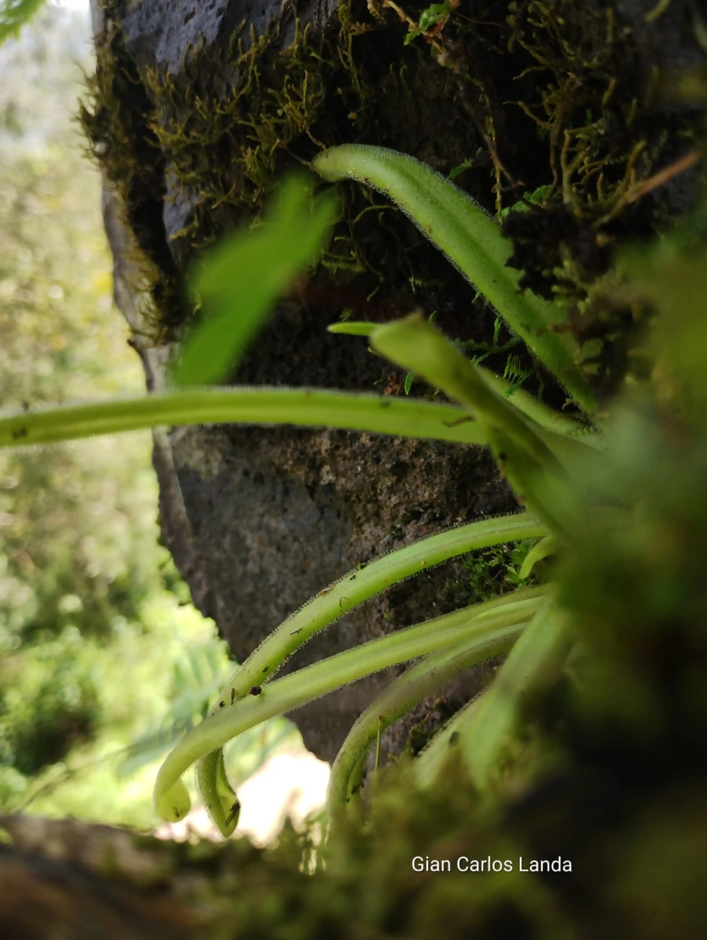 Pinguicula tlahuica in its habitat
