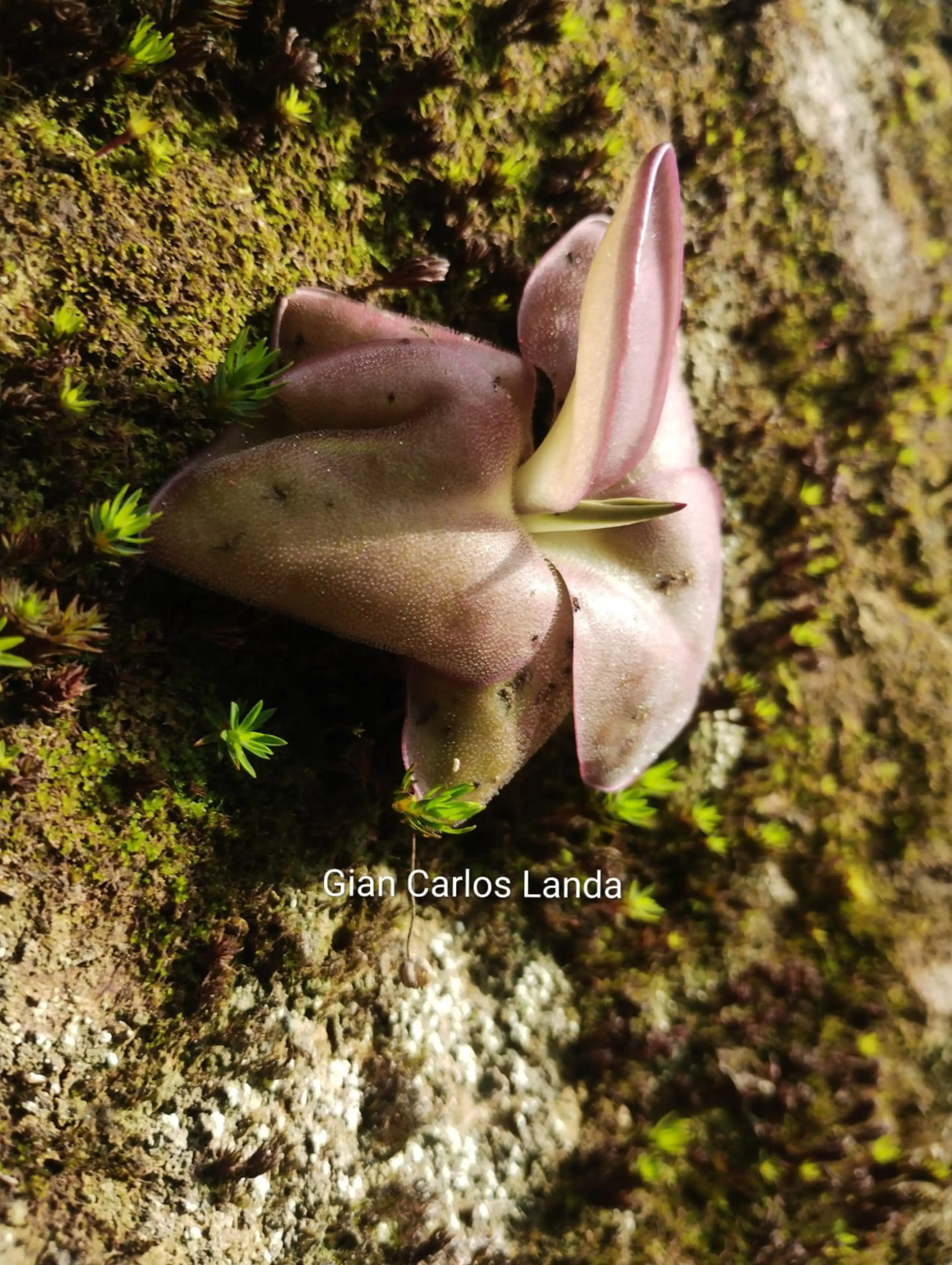 P. moranensis in a habitat with reddish-colored leaves
