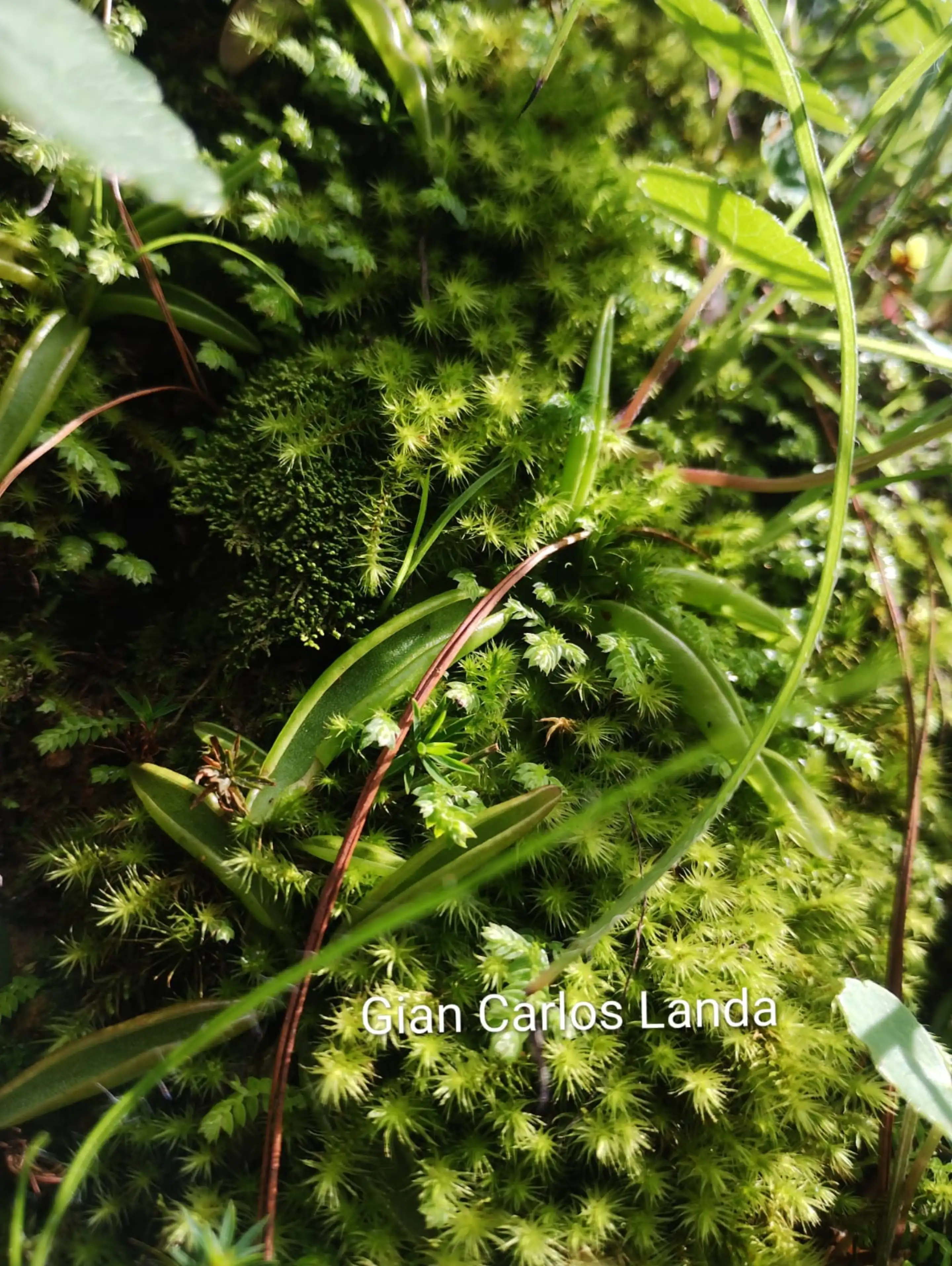 P. parvifolia , hidden in a patch of moss