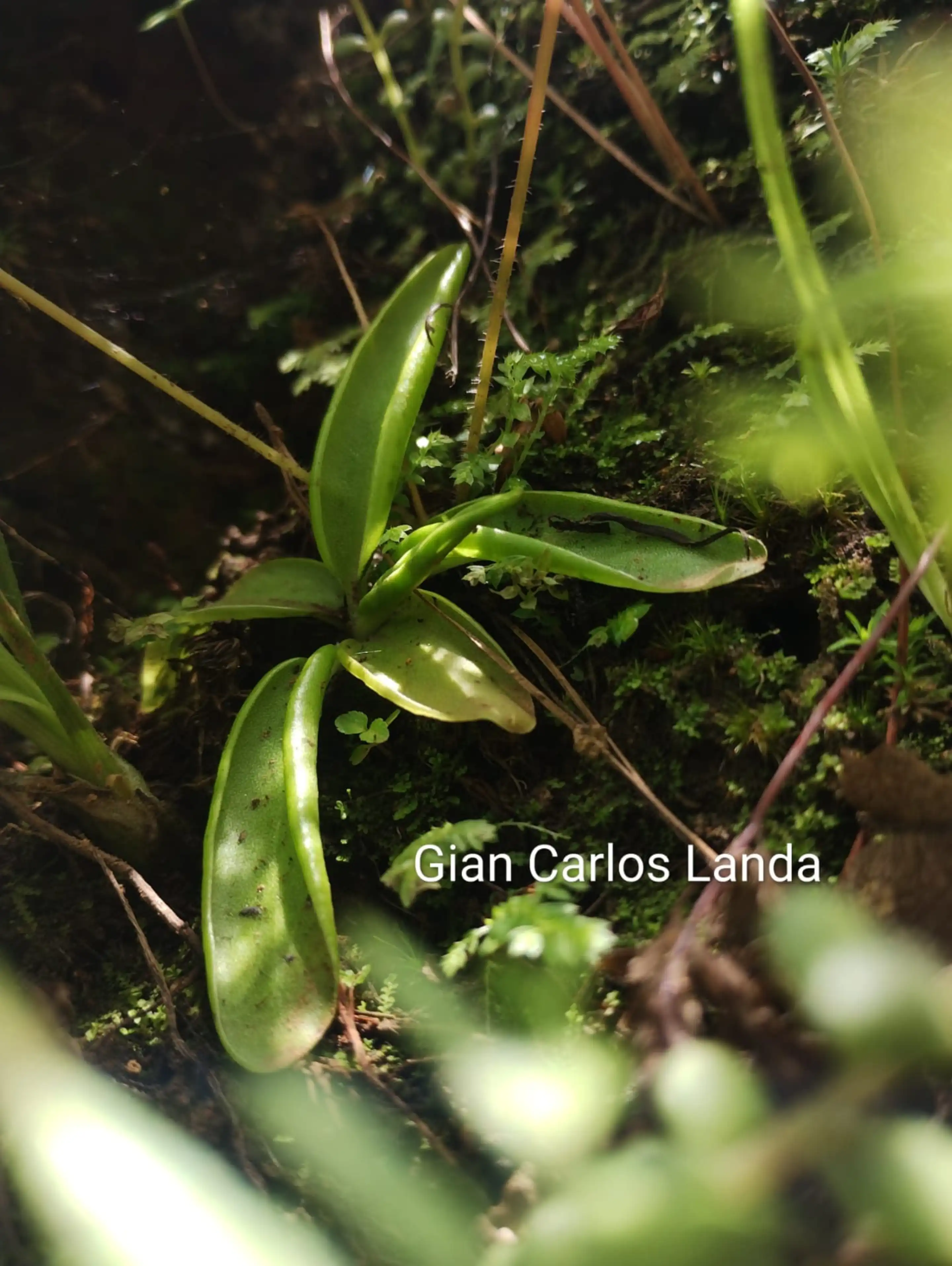 A summer rosette of Pinguicula parvifolia
