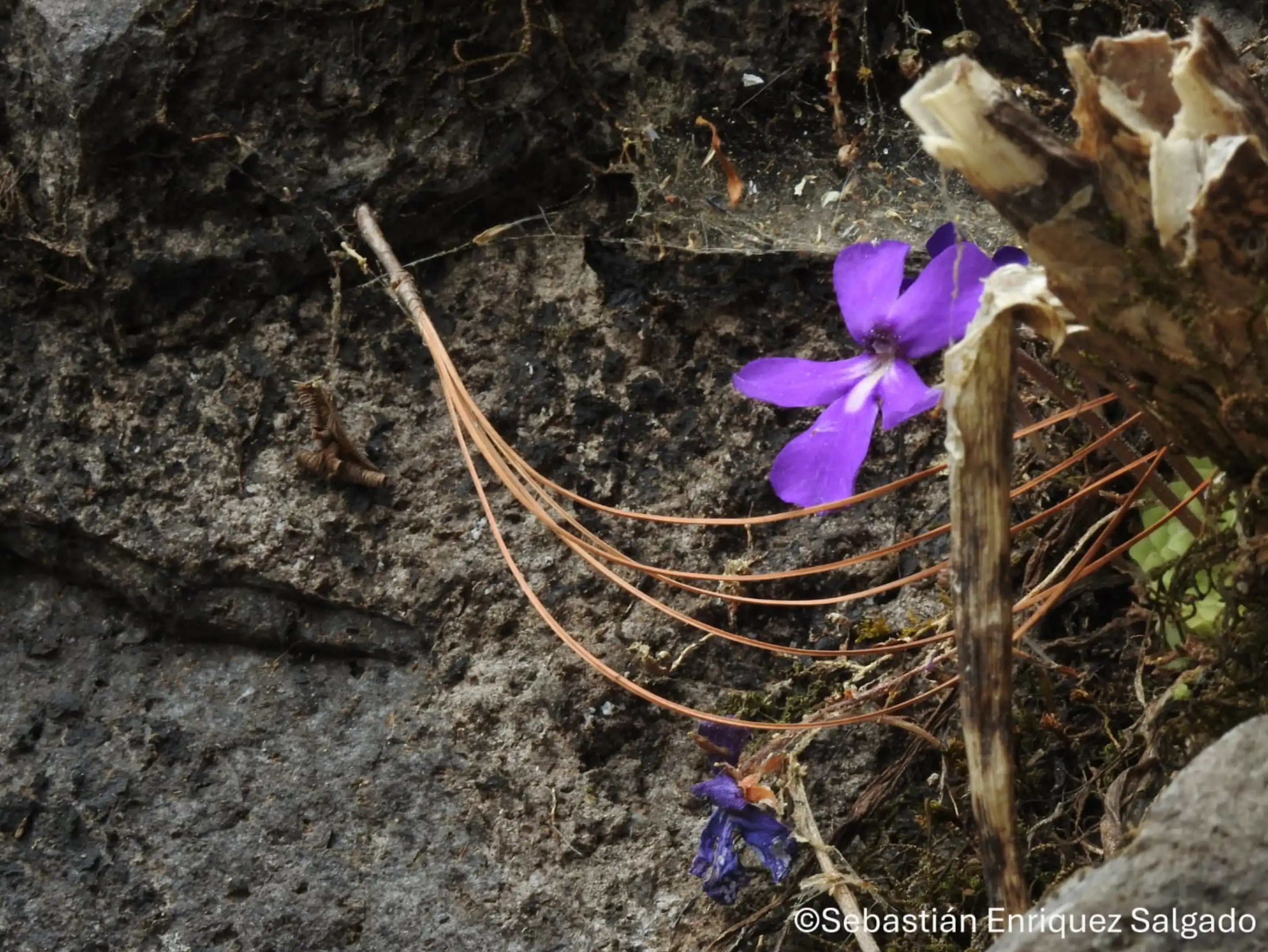 Tlahuican Butterwort flower in its natural habitat