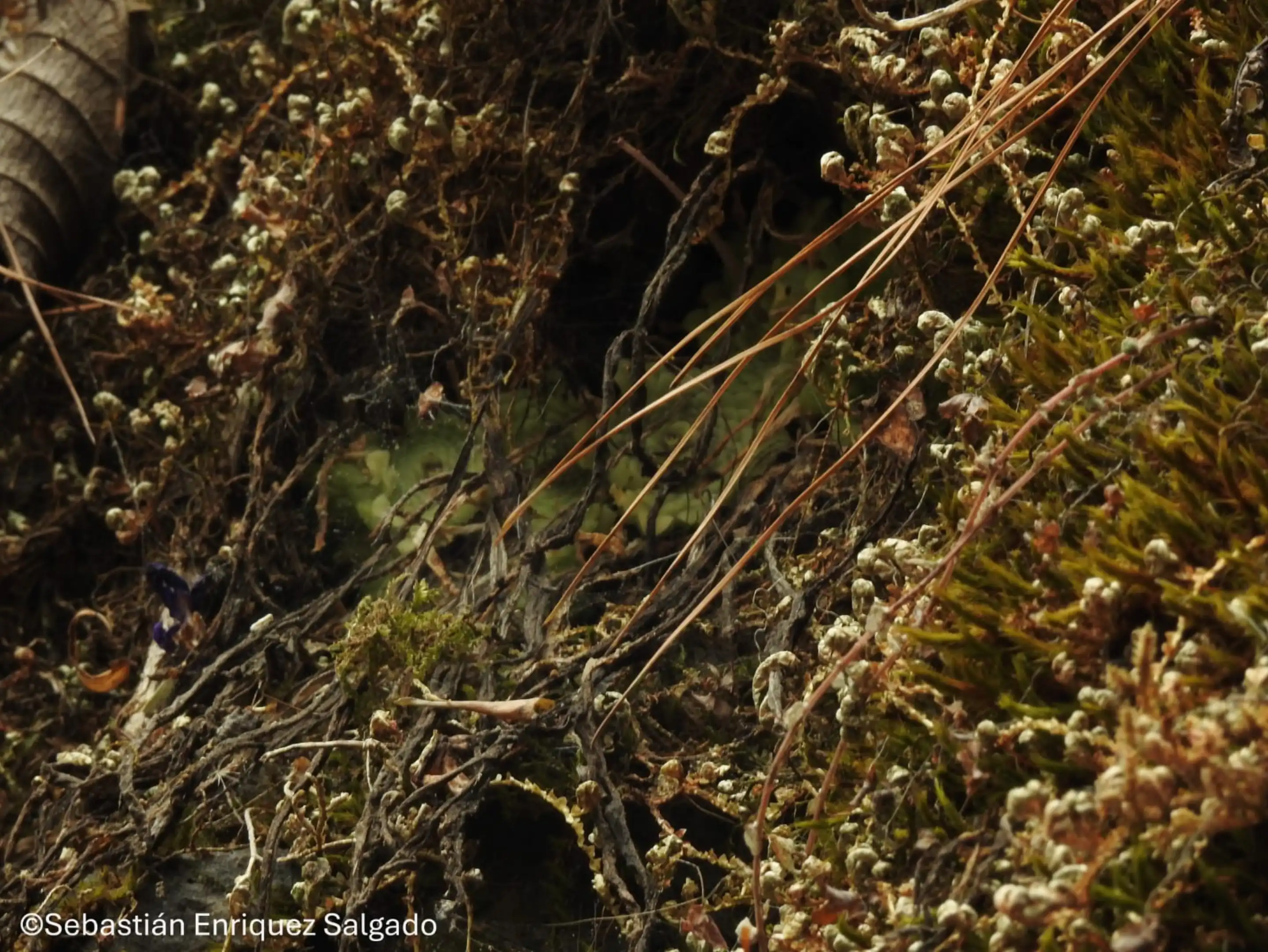 Pinguicula tlahuica winter rosette in its natural habitat