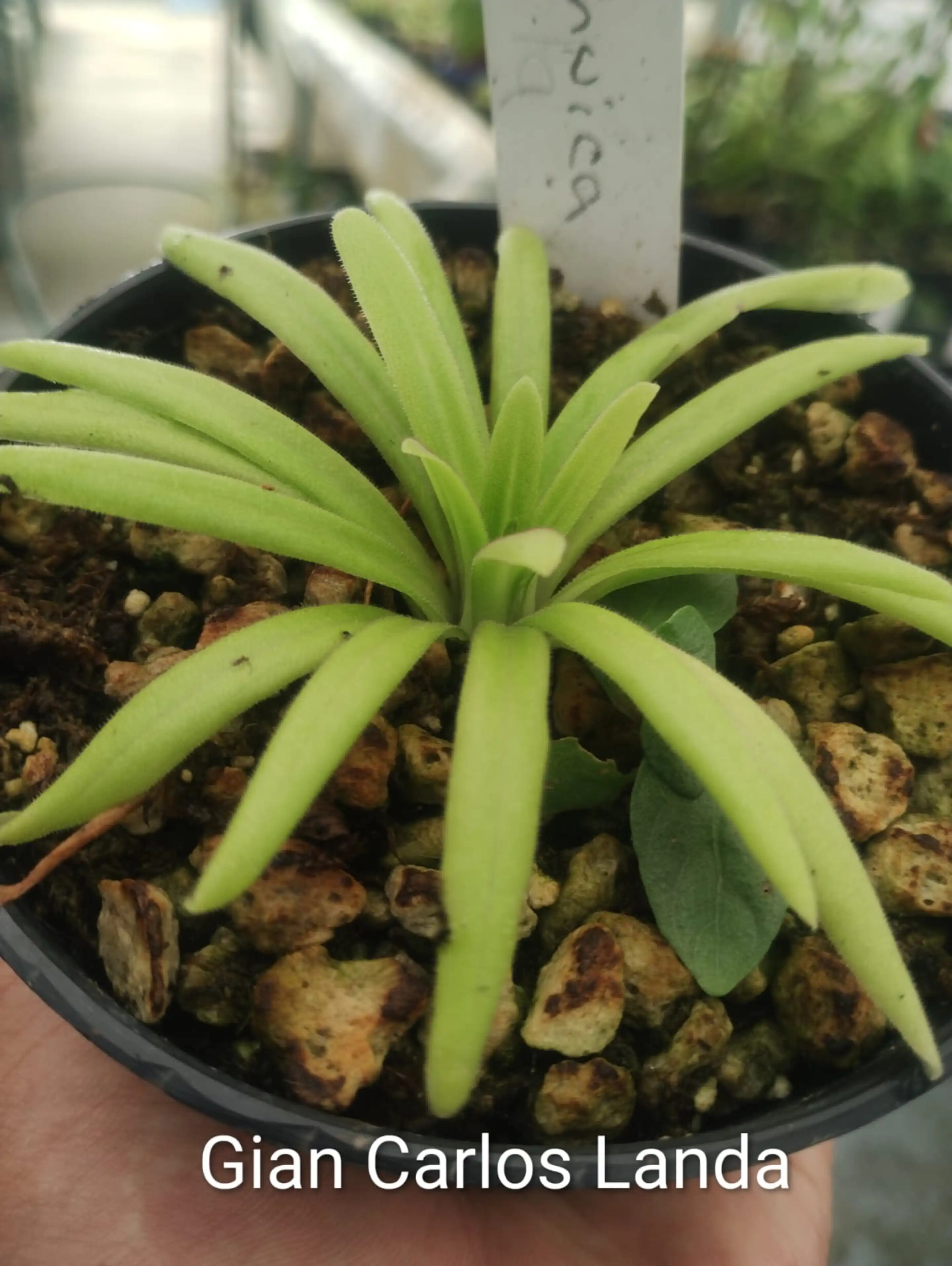 Start of winter rosette of *Pinguicula tlahuica* under ex-situ conditions