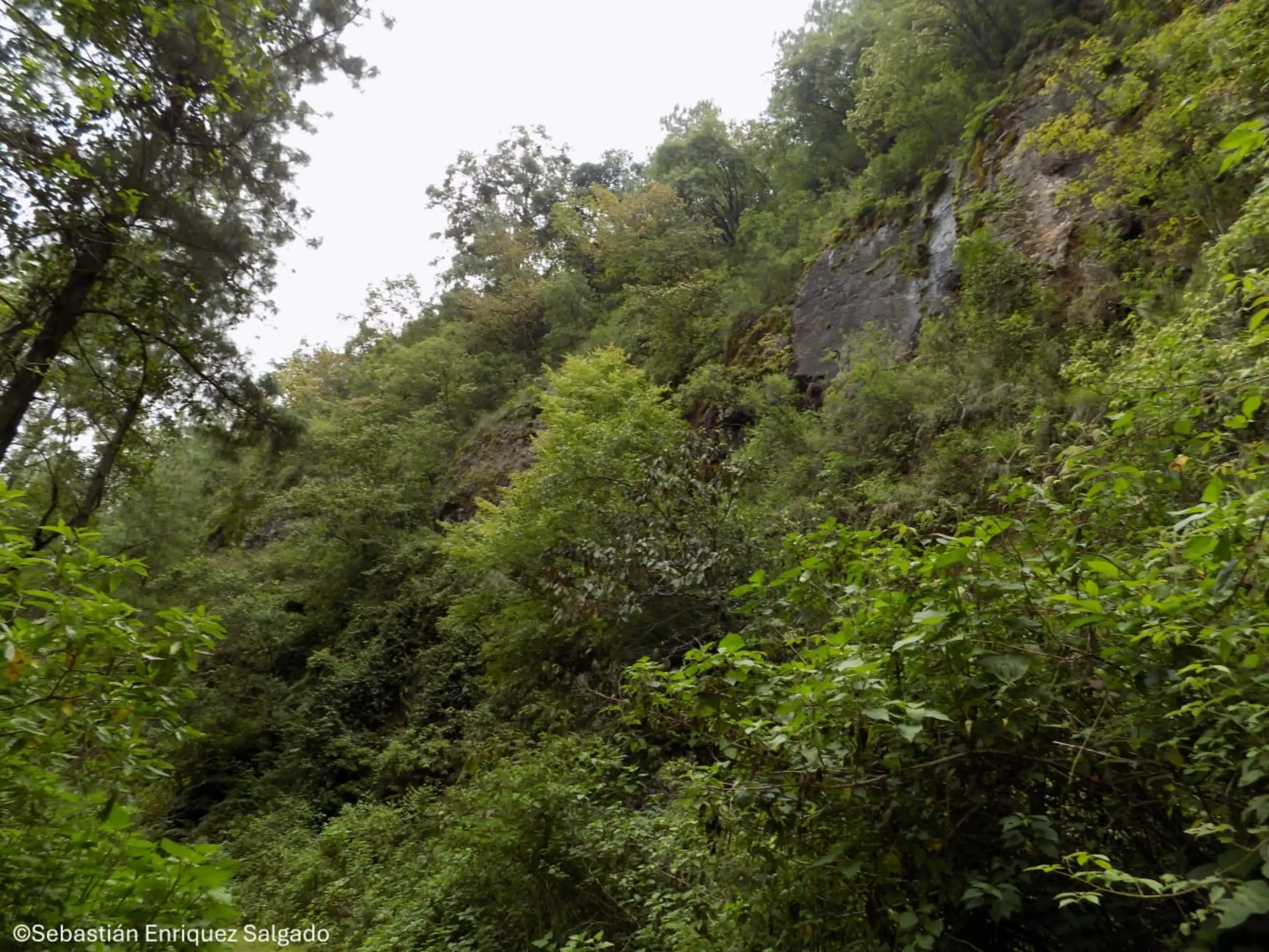 Natural habitat of Pinguicula tlahuica during the rainy season