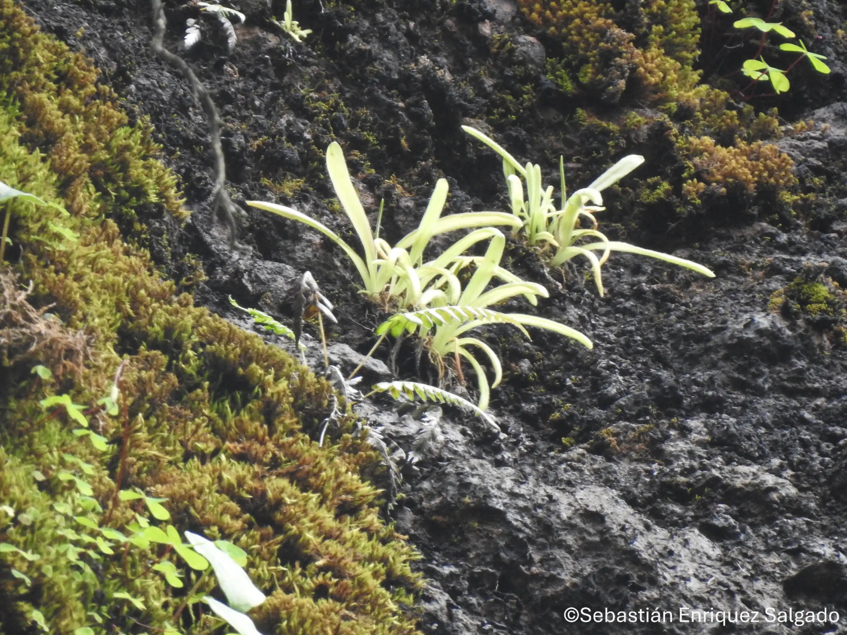 The “semi-caespitose” growing habit of Pinguicula tlahuica, making compact small groups of plants in vertical volcanic rocks