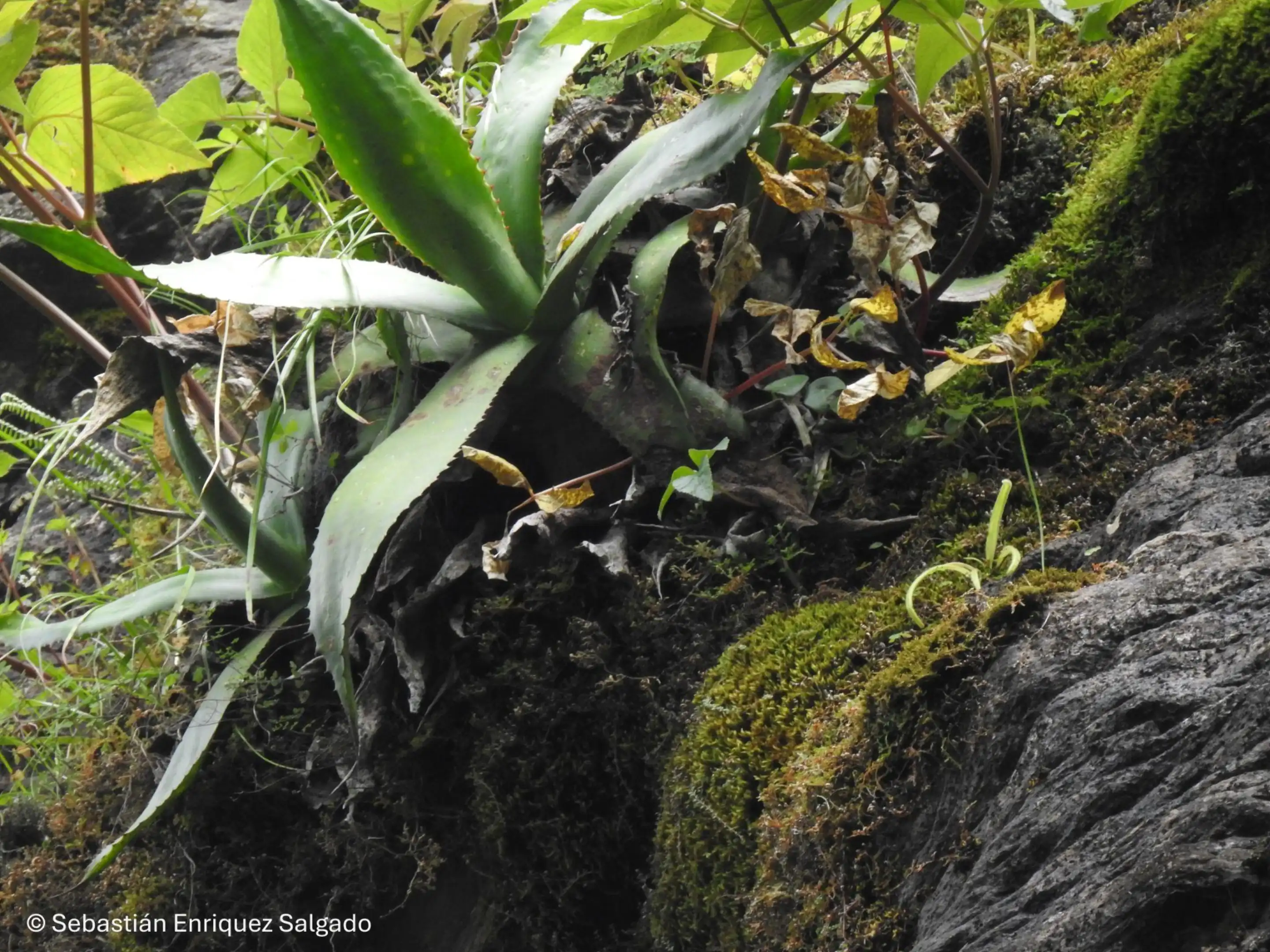 Examples of color variation in leaves, with some redish individuals