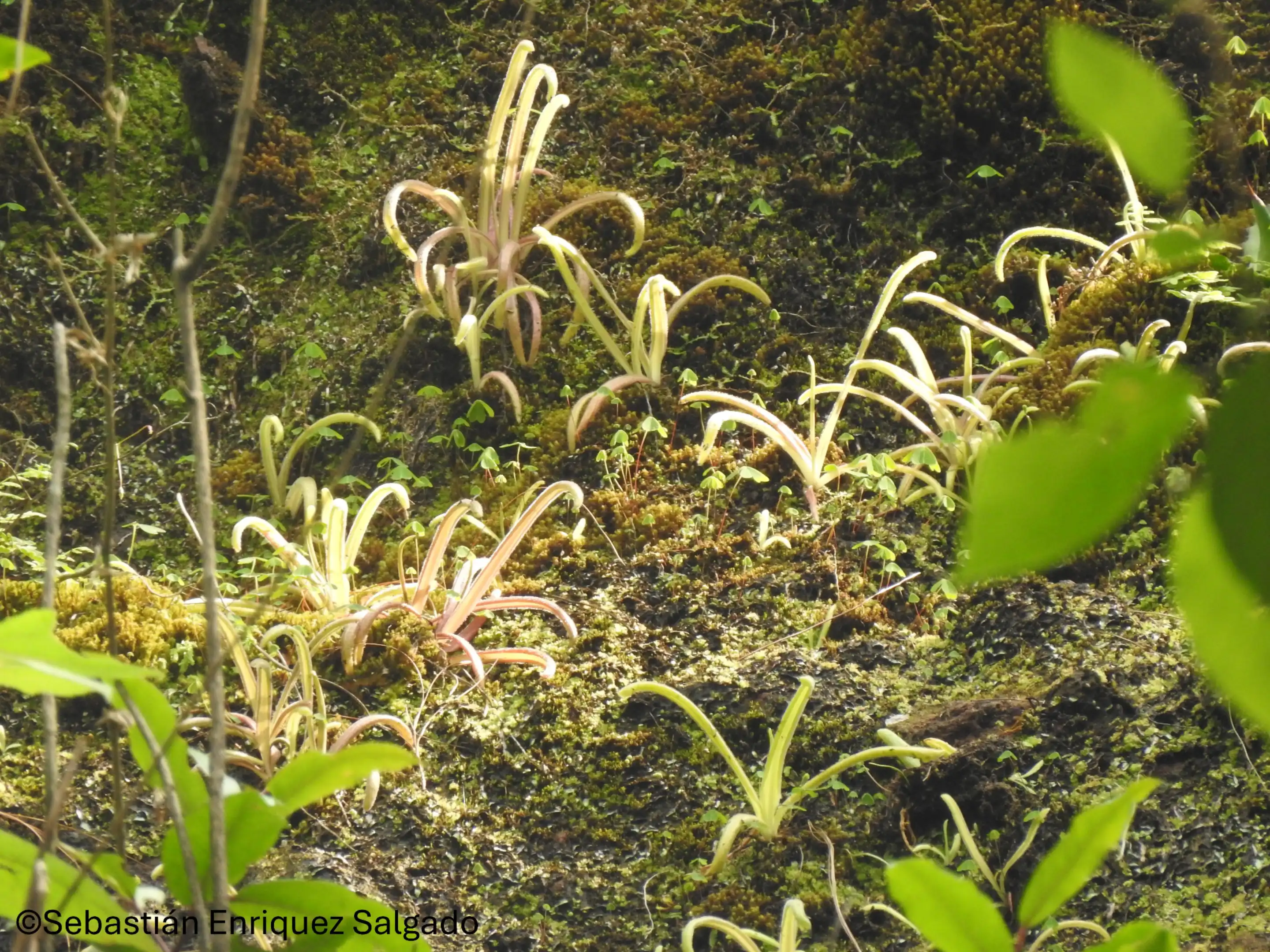 Pinguicula tlahuica alongside of Agave and Dahlia plants